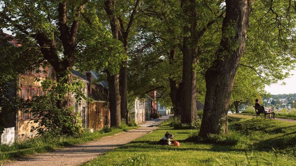 Grønn allé langs vollene i Gamlebyen i Fredrikstad. En hund ligger i gresset, og en person sitter på benk med utsikt mot byen.