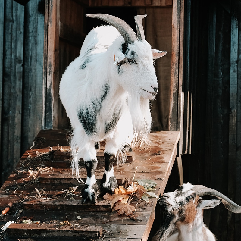 To geiter står ved et trehus i Gamlebyen, den ene på en rampe med høstblader.