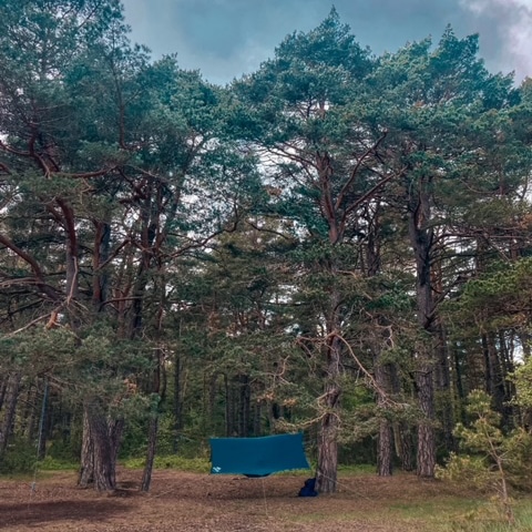 Hengekøye under tarp satt opp mellom furutrær i skogen.