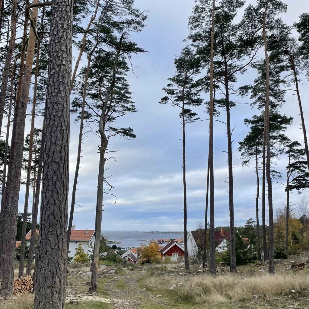 Høye furutrær med utsikt mot Skjærhalden og sjøen i det fjerne.