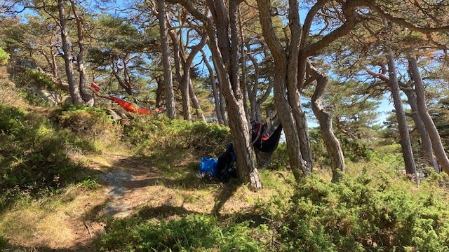 Hengekøyer spent opp mellom furutrær i furuskogen på Storesand, Hvaler.